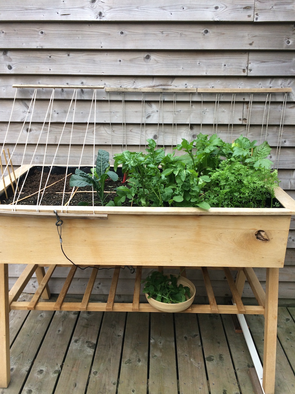 Gastheer van kraai dodelijk MOESTUIN op hoogte – DOK80